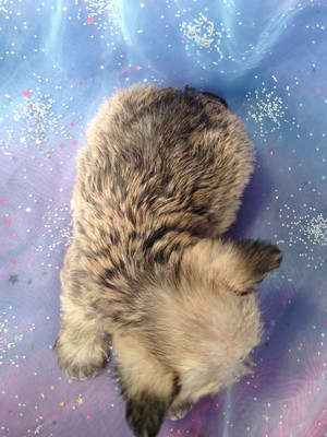 Male Schnoodle Puppy for sale #8 Born February 20th 2013|He is a runt. It's not that often we Have a Runt puppy for sale.